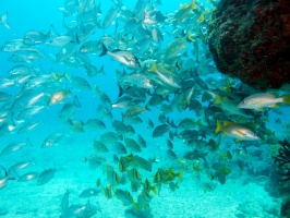 Grunts at the Manchones Reef IMG 3090